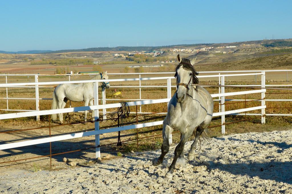 Rural Reillo Alojamientos Rurales Exteriör bild